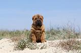 SHAR-PEI 126